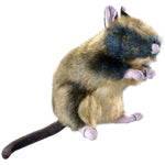 Ratte