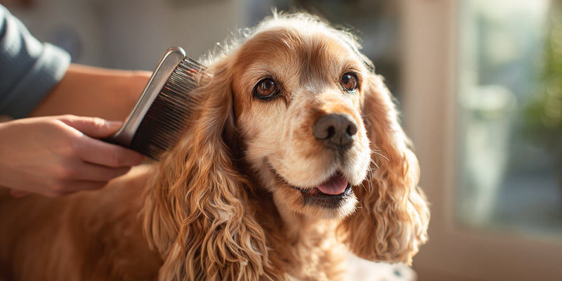 Fellwechsel beim Hund im Herbst