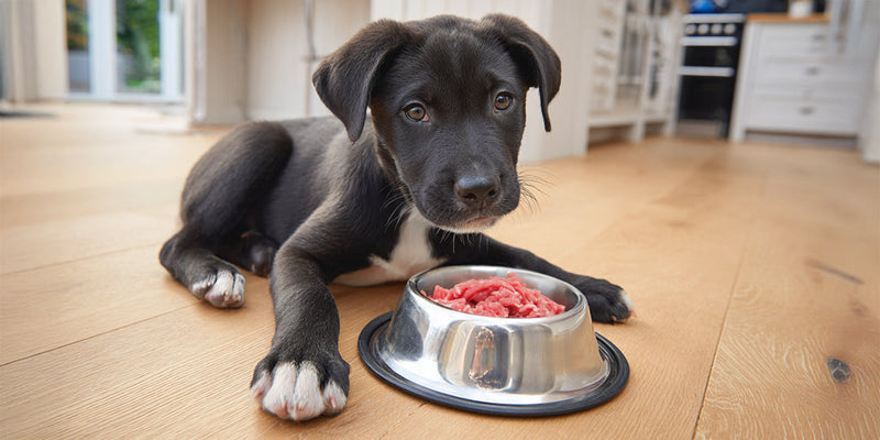 Welpenfutter & Leckerli: Gesund starten, von Anfang an