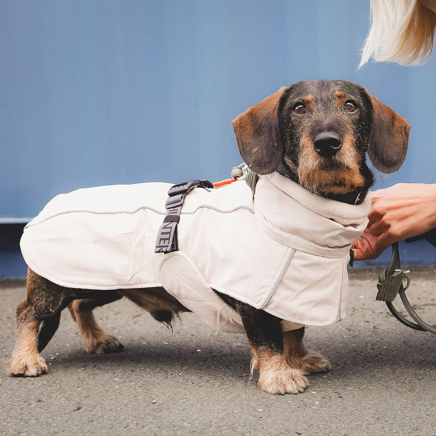 Hundemantel Nordby Dachshund