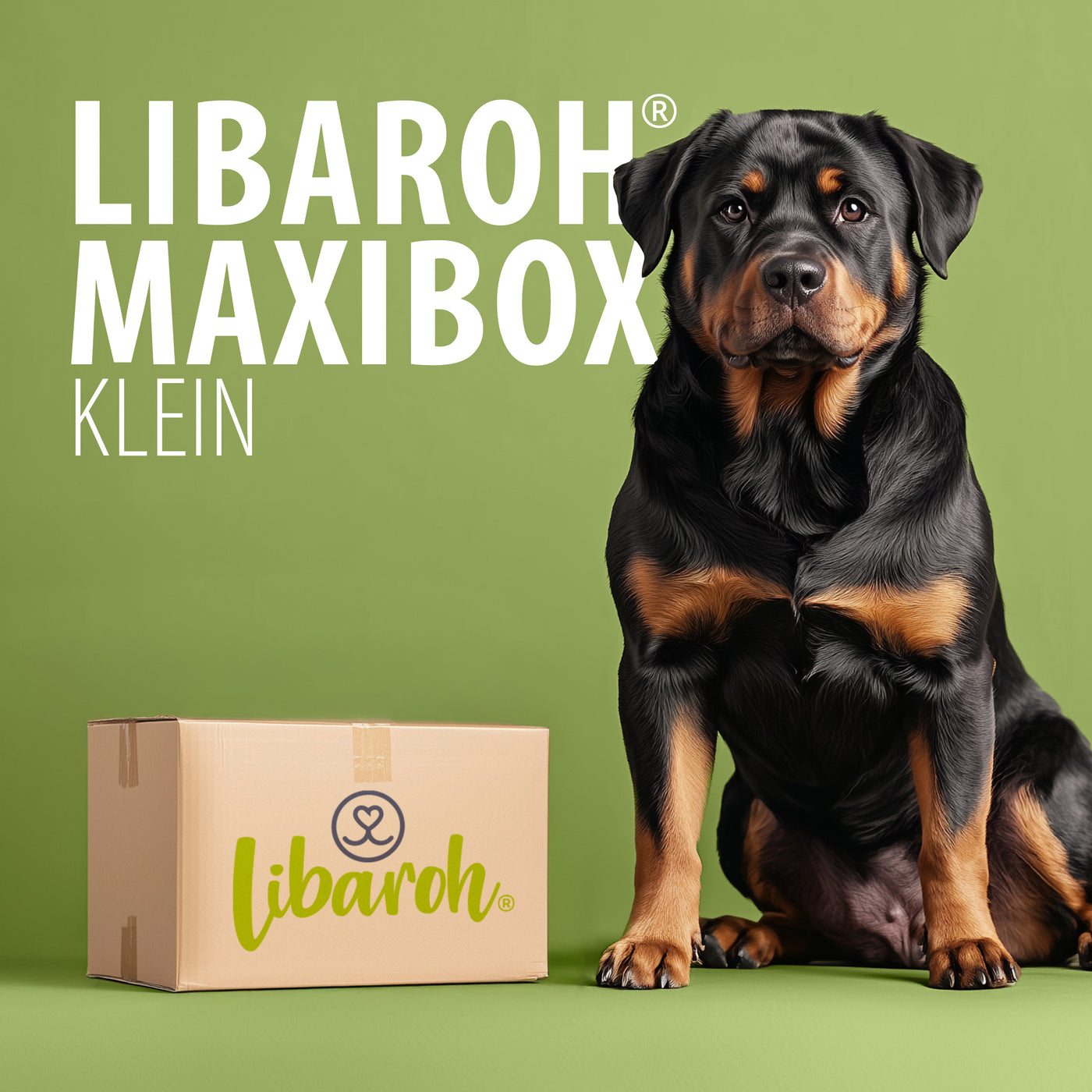 Kleine Maxibox für Hunde