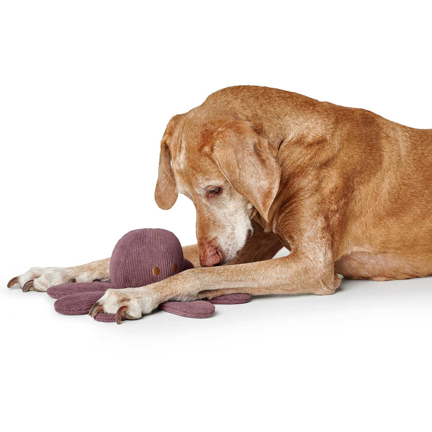 Hundespielzeug Wales Tintenfisch 27 cm