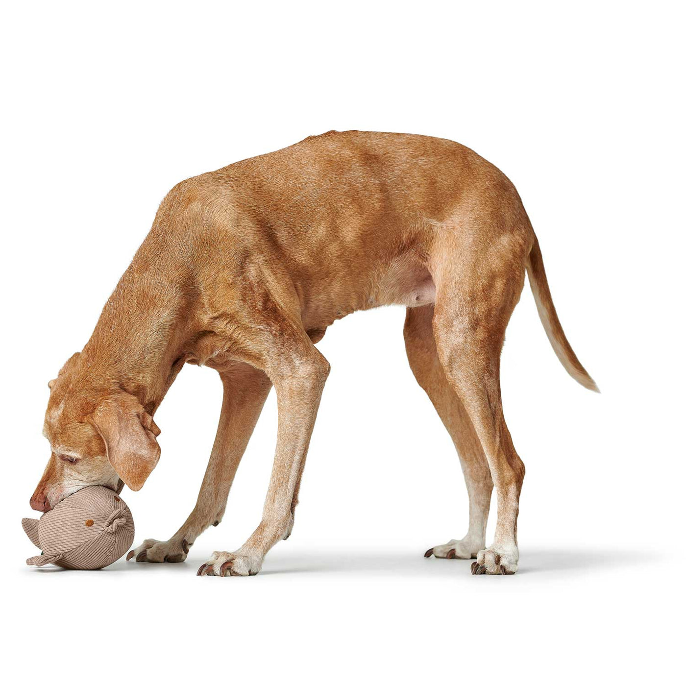 Hundespielzeug Wales Kugelfisch 23 cm