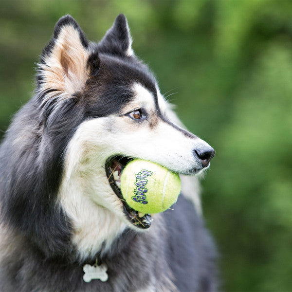 Hundespielzeug KONG® Squeakair® Balls