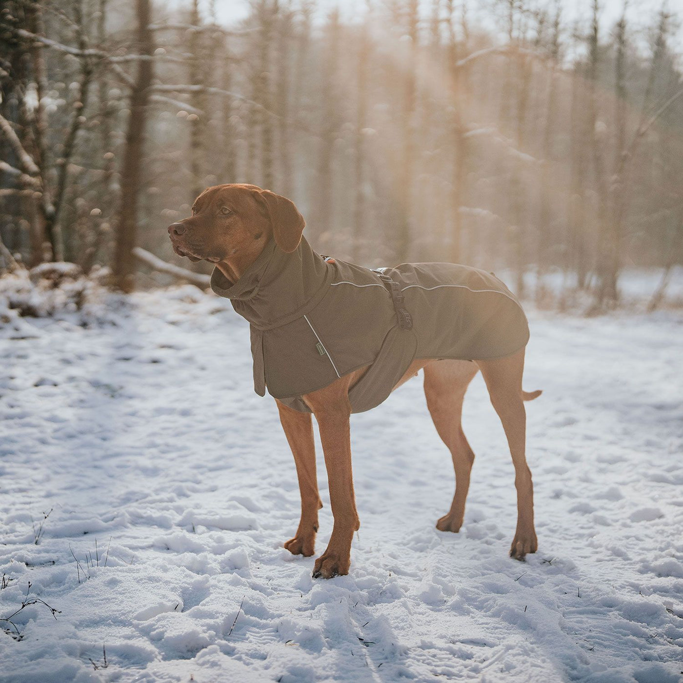 Hundemantel Nordby