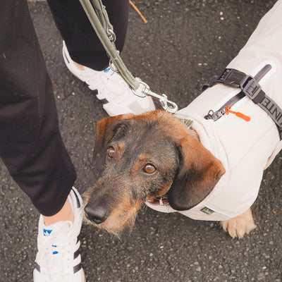 Hundemantel Nordby Dachshund