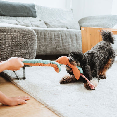 Hundespielzeug Rio